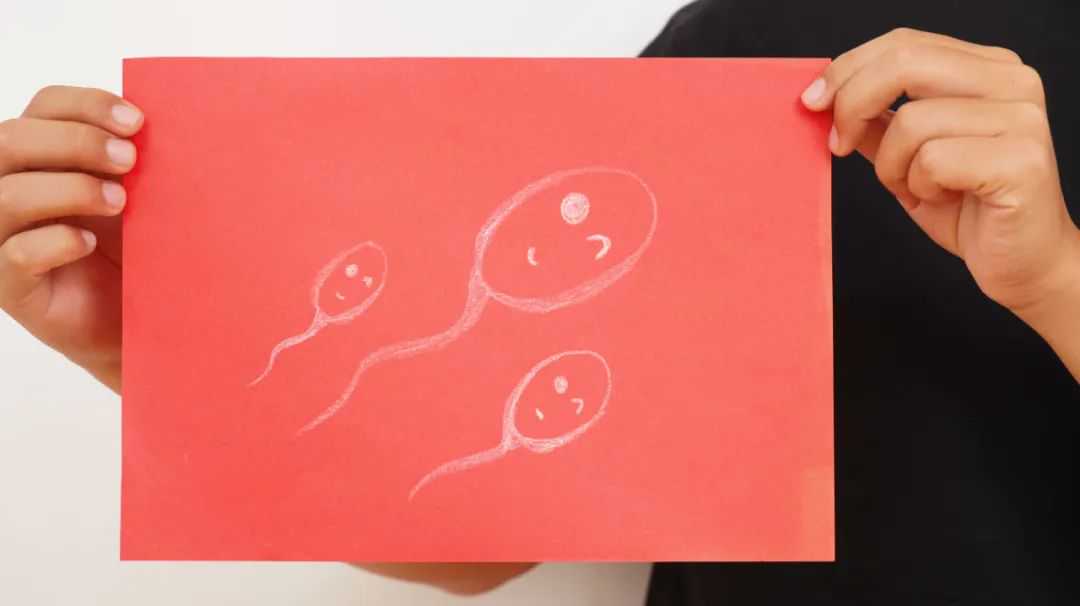 上海染色质怎么鉴定性别,男性在备孕期间